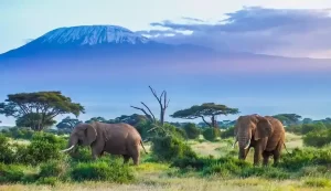 Grand Kenya Expedition Tour Package